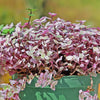 Pink Panther Plant - Tradescantia &