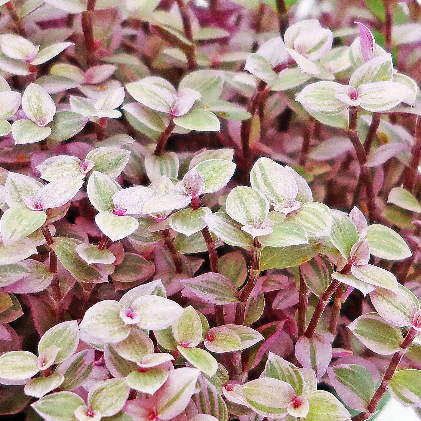 pink panther plant indoor Shop 'Pink Panther Plant - Tradescantia Callisia repens Pink Panther' Care and Info