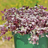 Pink Panther Plant - Tradescantia &