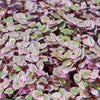 Pink Panther Plant - Tradescantia &