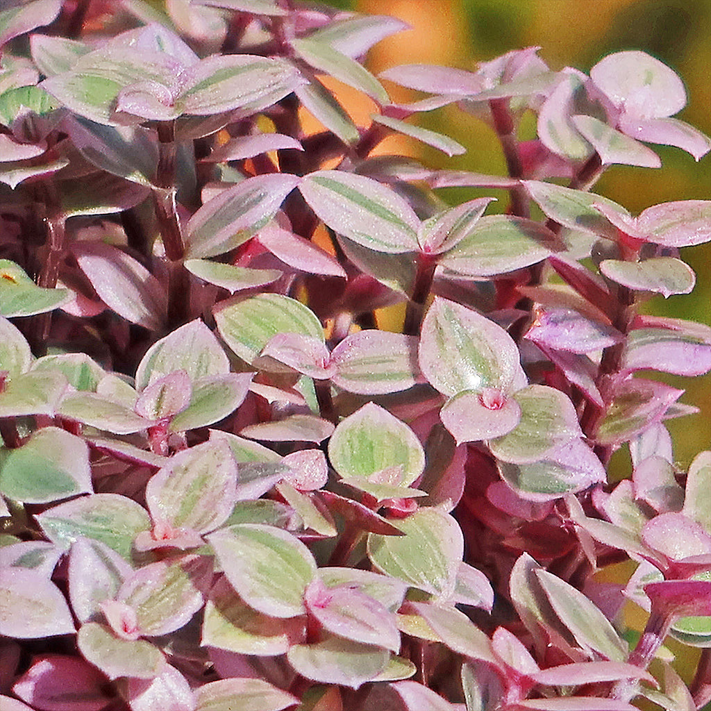 Pink Panther Plant - Tradescantia &