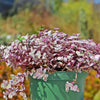 Pink Panther Plant - Tradescantia &