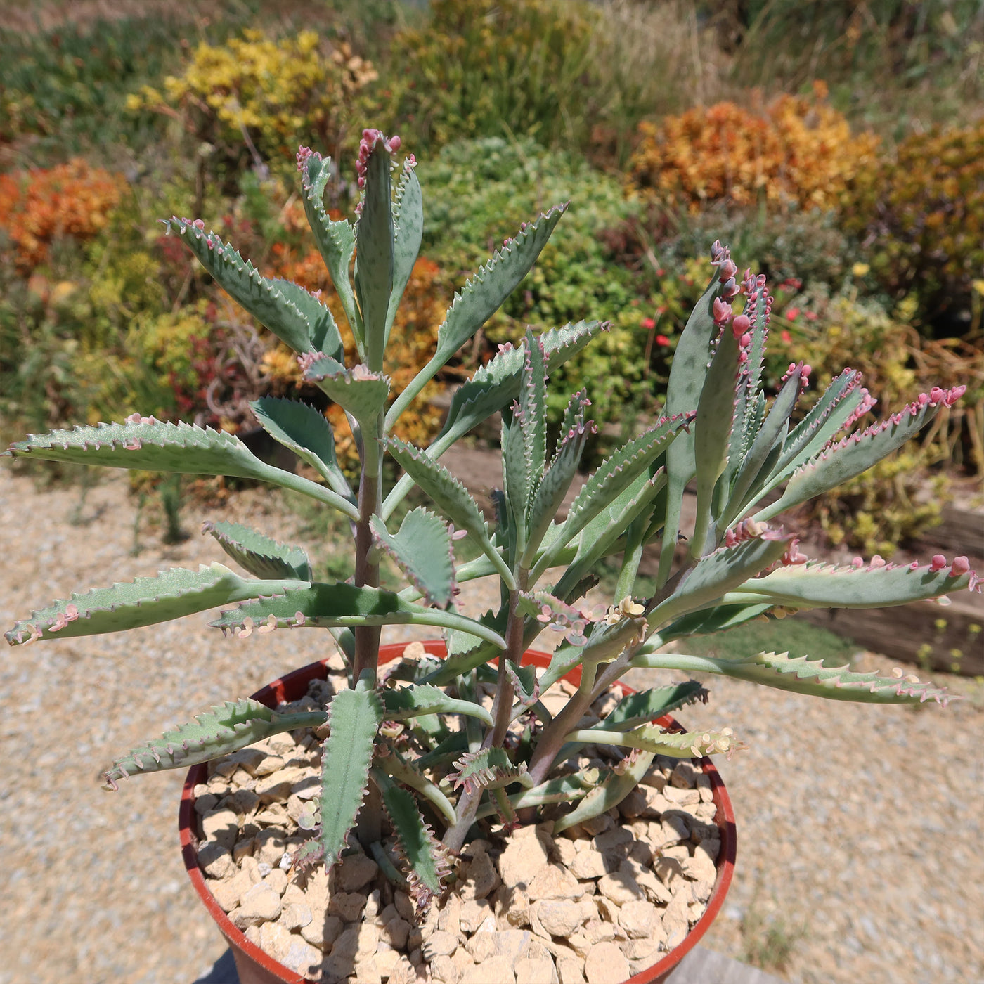 Pink Mother of Thousands Plant - Kalanchoe ‘Pink Butterflies’