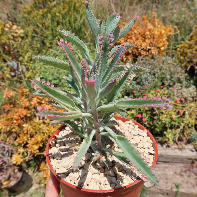 Pink Mother of Thousands Plant - Kalanchoe ‘Pink Butterflies’