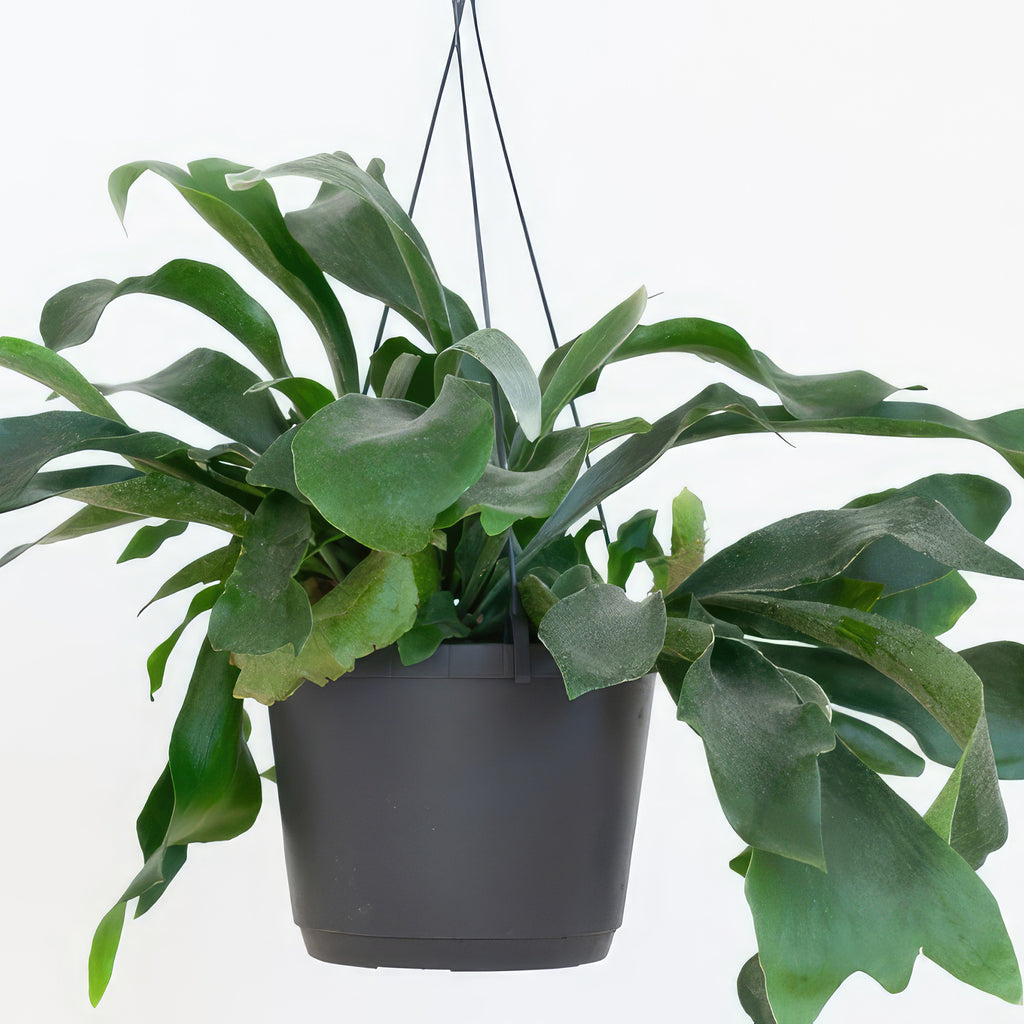 Staghorn Ferns Plants ‘Platycerium bifurcatum’