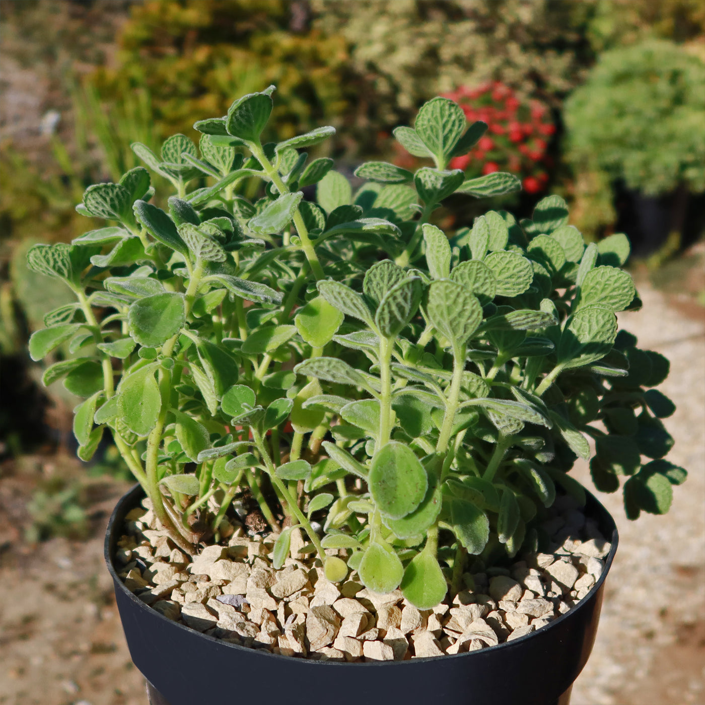 menthol succulent Shop 'Vicks Plant