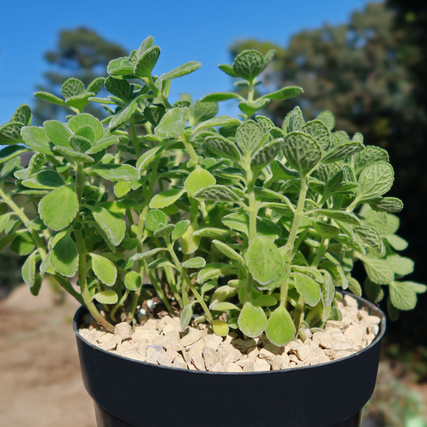 Shop 'Vicks Plant - Plectranthus tomentosa' Care and Growing Guide ...