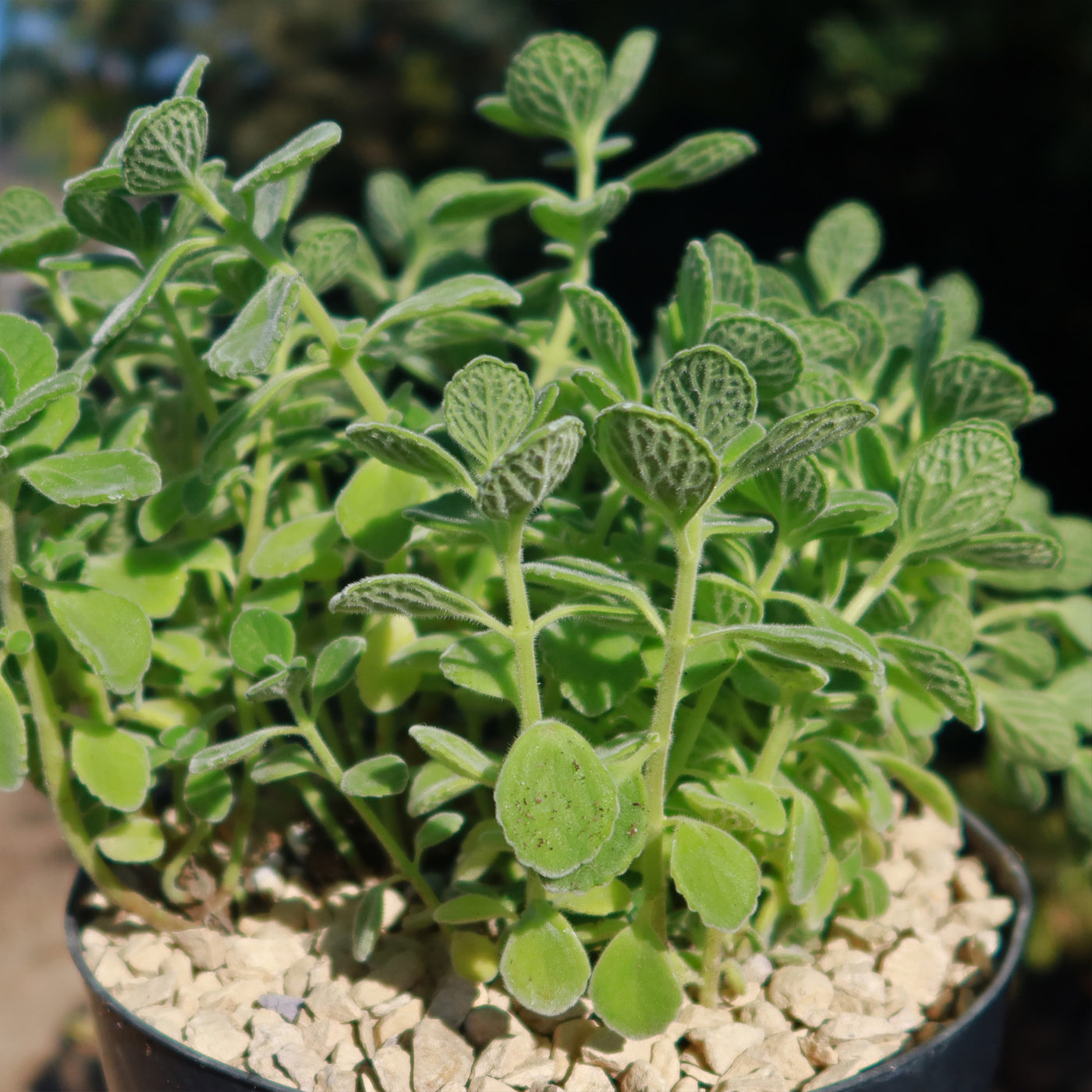 succulent vicks plant Shop 'Vicks Plant