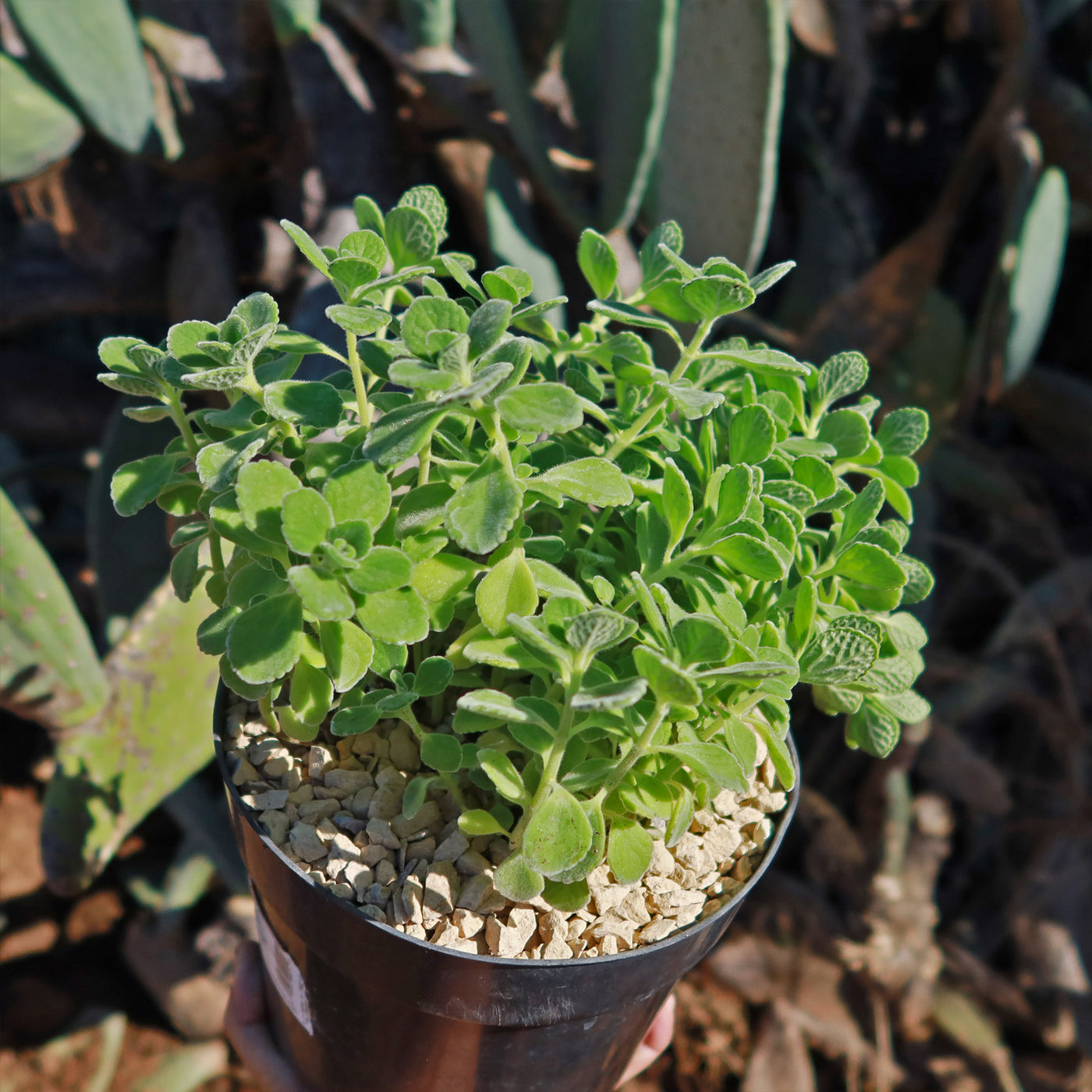 vicks plant seeds Shop 'Vicks Plant