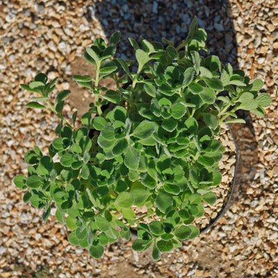 2 inch Plectranthus hadiensis tomentosus Vick's Plant