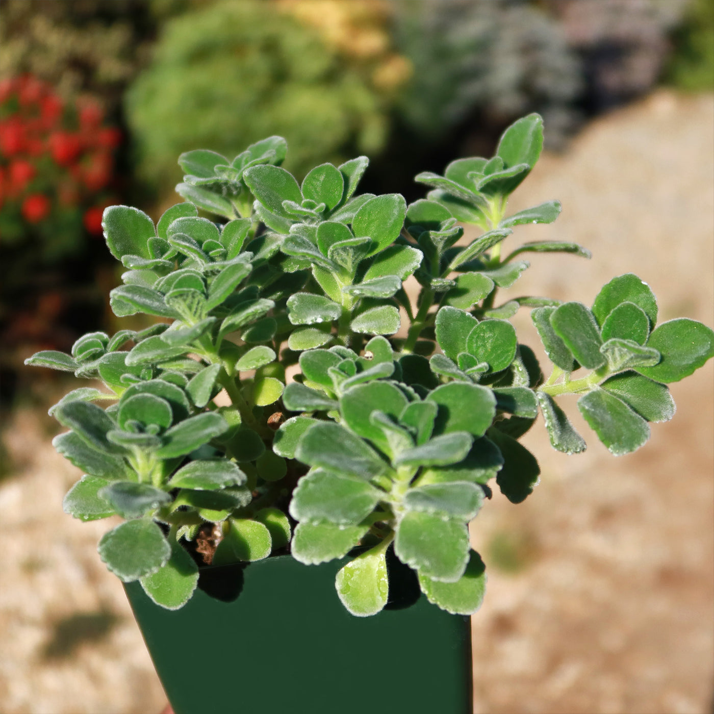 lobster succulent plant Shop "Blue Coleus - Plectranthus neochilus - Lobster Flower"
