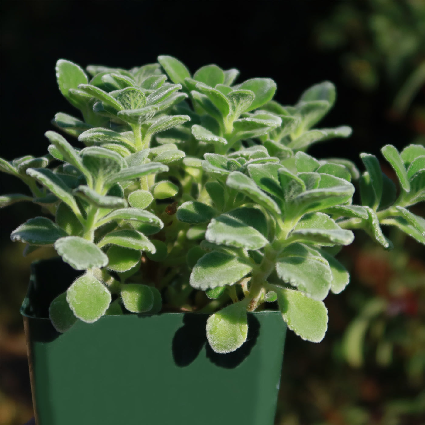 plectranthus succulent Blue Coleus - Plectranthus neochilus