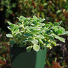 Blue Coleus - Plectranthus neochilus - Lobster Flower