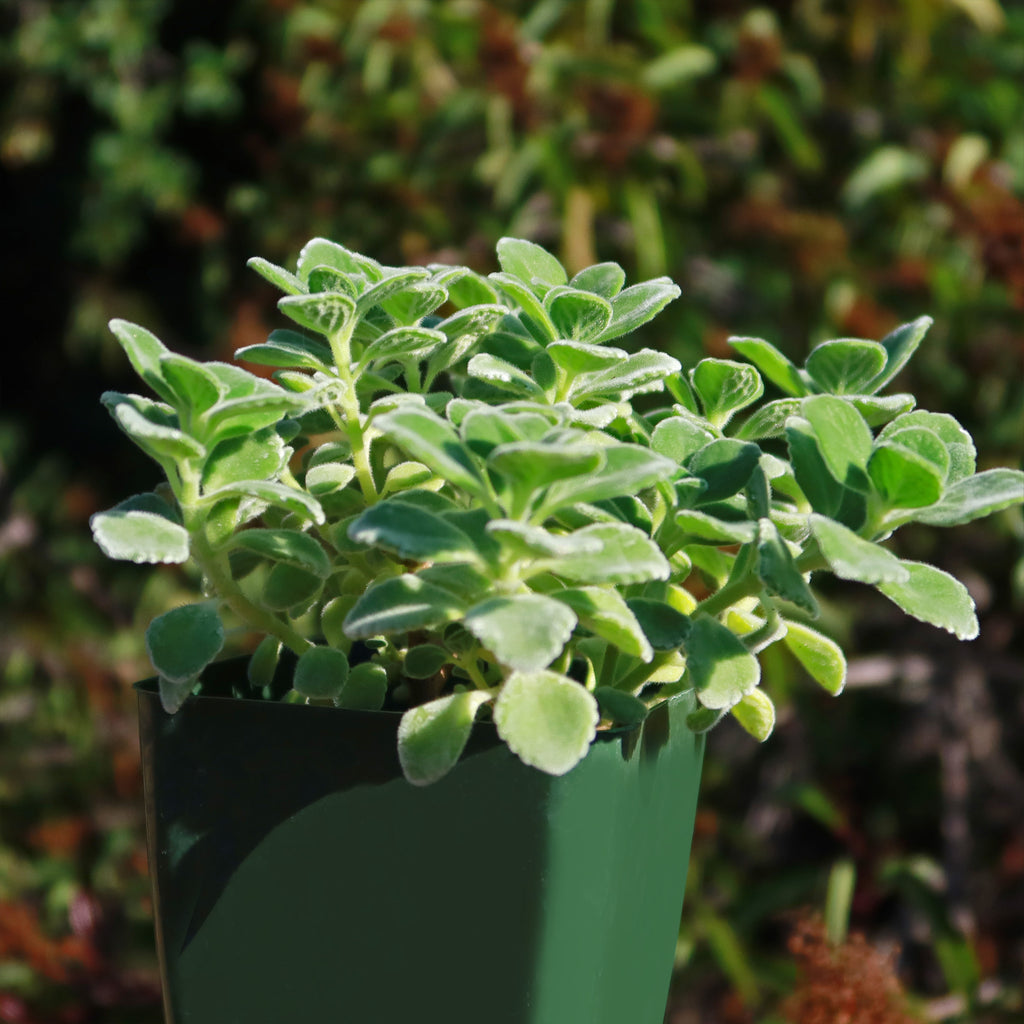 Blue Coleus - Plectranthus neochilus - Lobster Flower