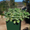 Blue Coleus - Plectranthus neochilus - Lobster Flower