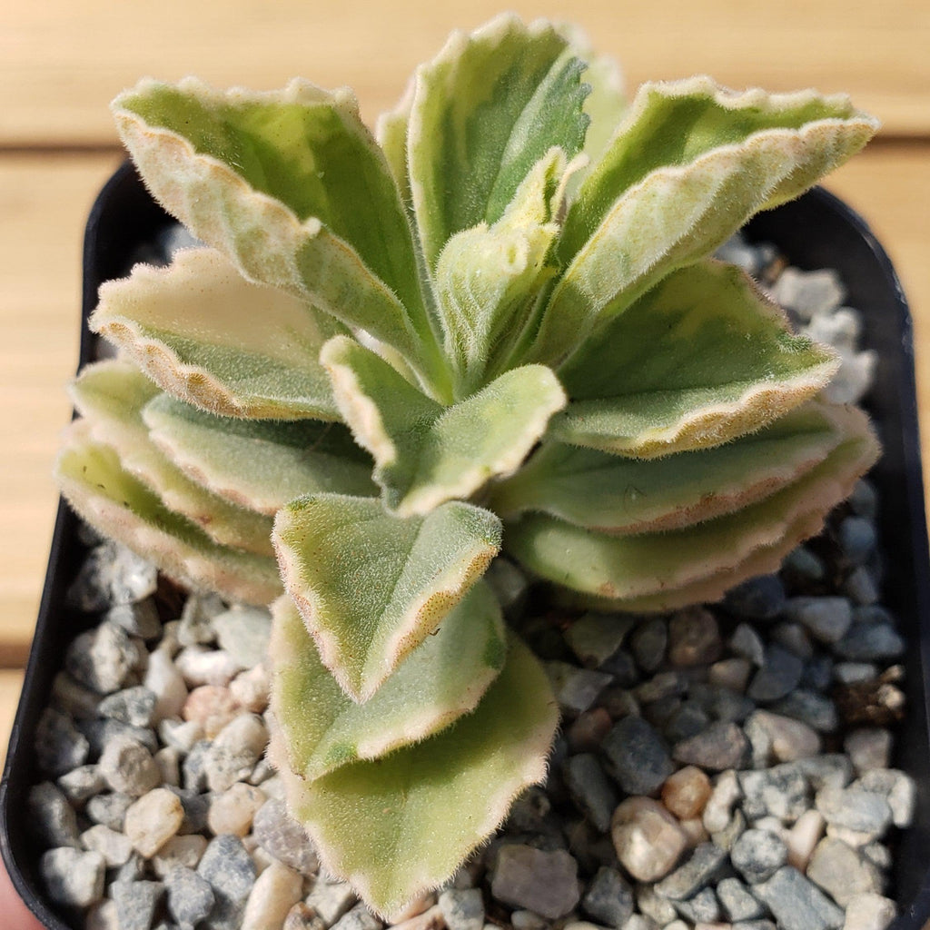 Plectranthus neochilus variegata