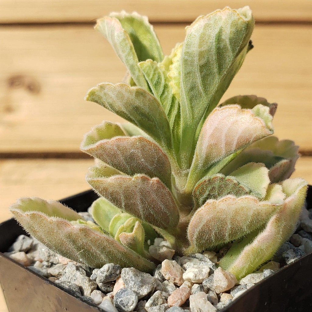 Plectranthus neochilus variegata