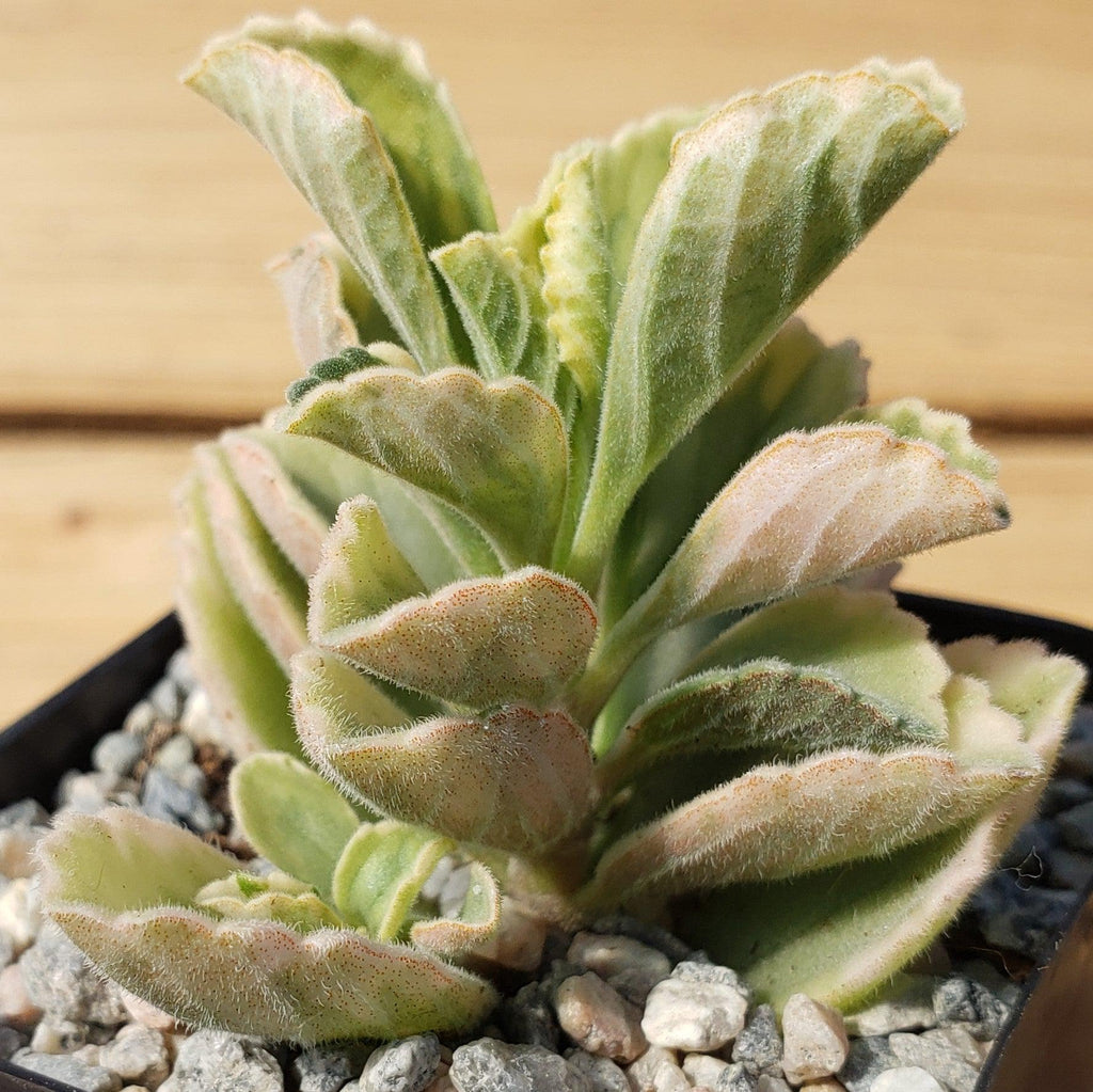 Plectranthus neochilus variegata