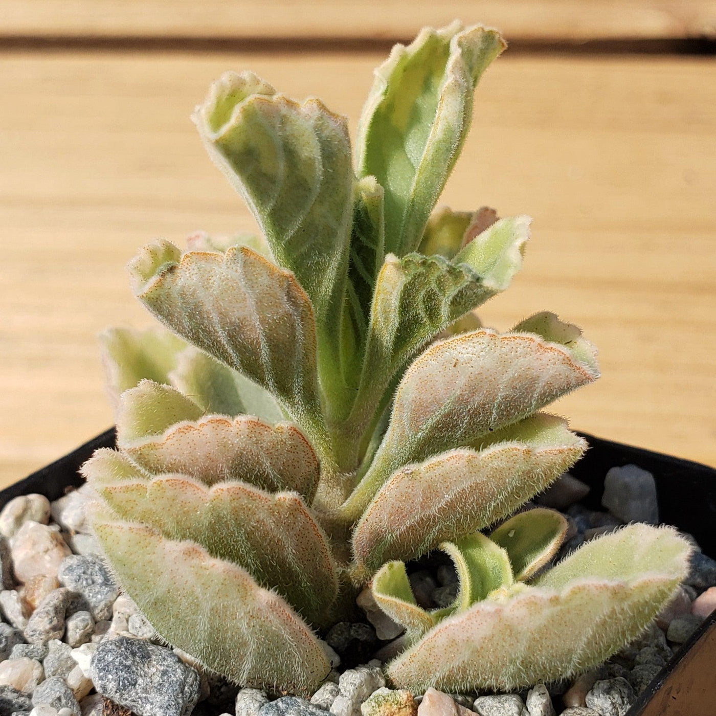 Plectranthus neochilus variegata