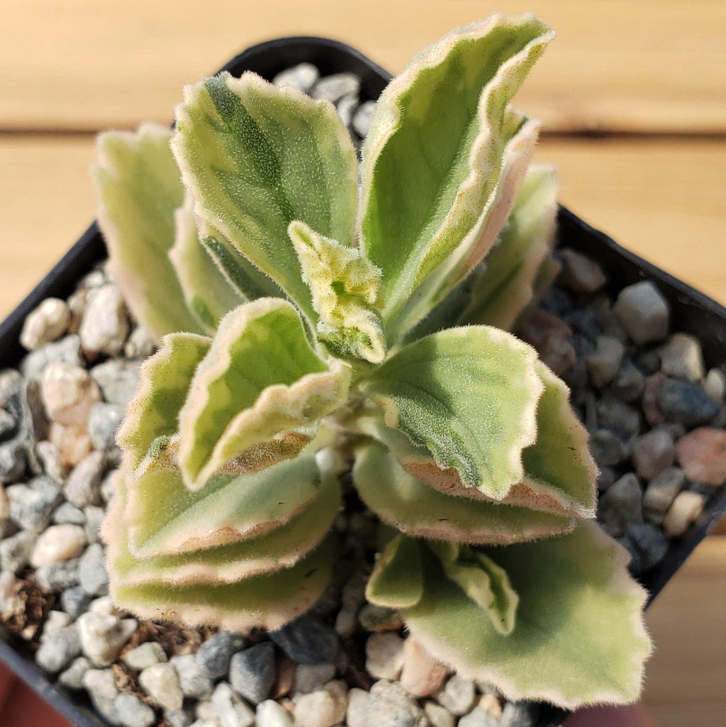 Plectranthus neochilus variegata