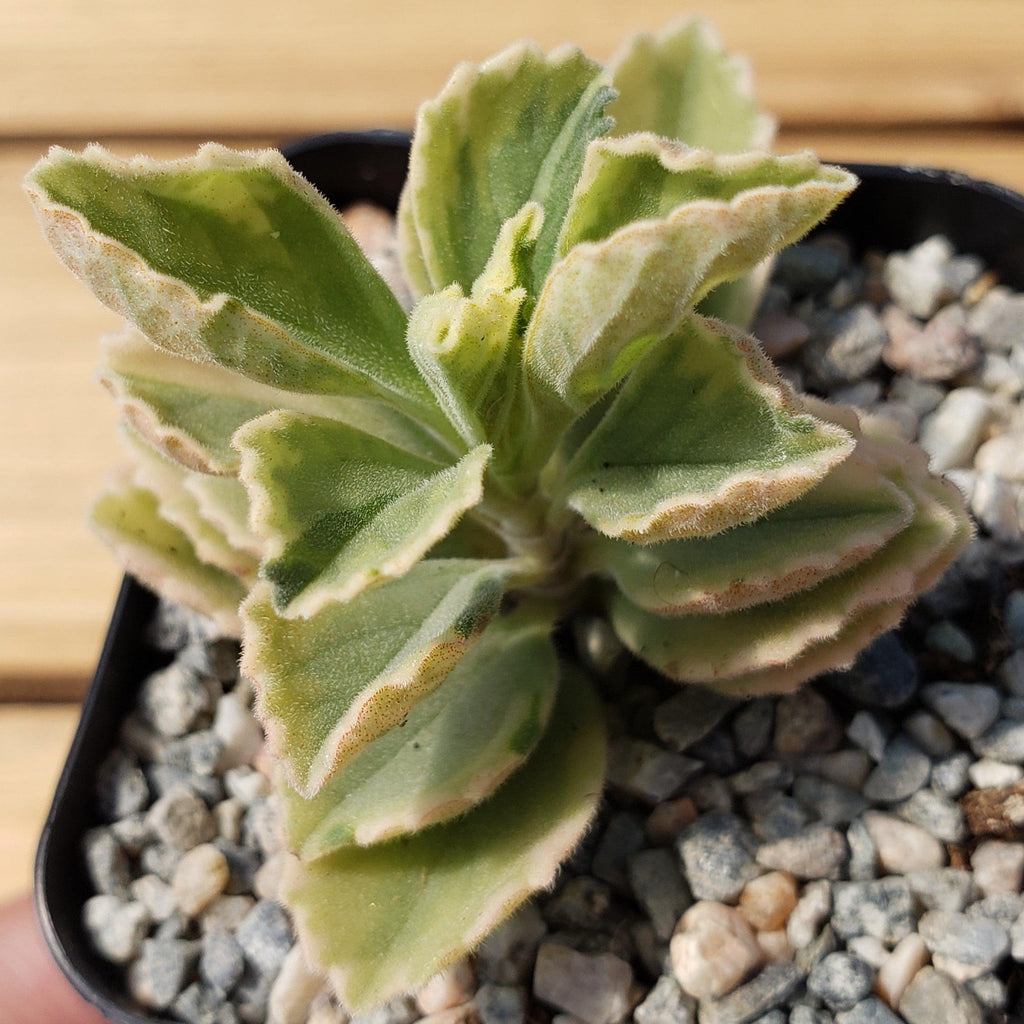 Plectranthus neochilus variegata