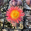 Pleiospilos nelii Royal Flush