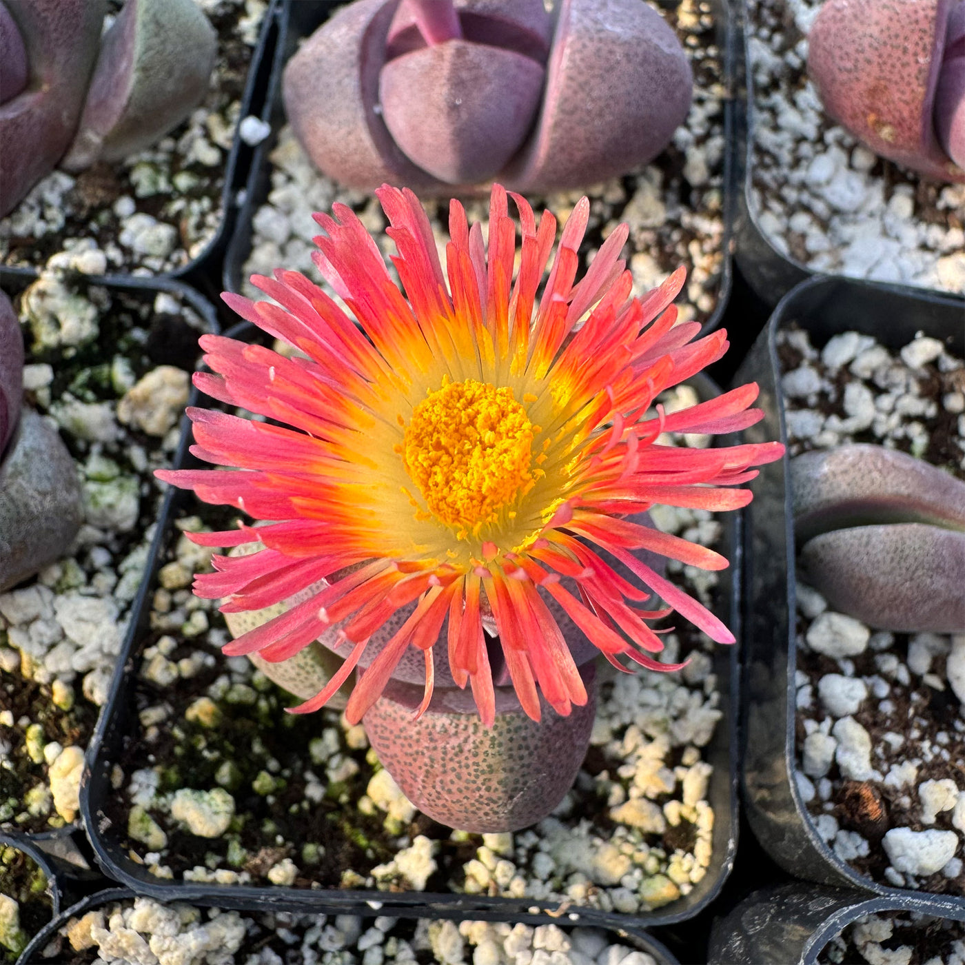 rock succulent flower Purchase Pleiospilos Nelii 'Royal Flush' | Shop Now