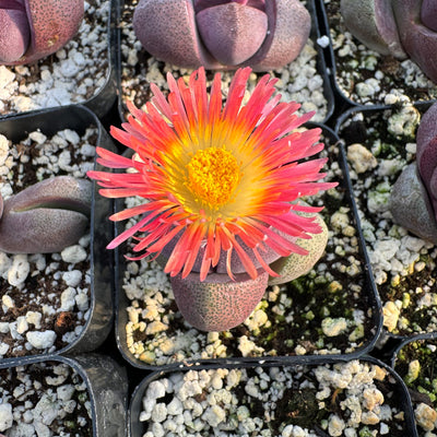 Pleiospilos nelii Royal Flush