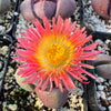 Pleiospilos nelii Royal Flush