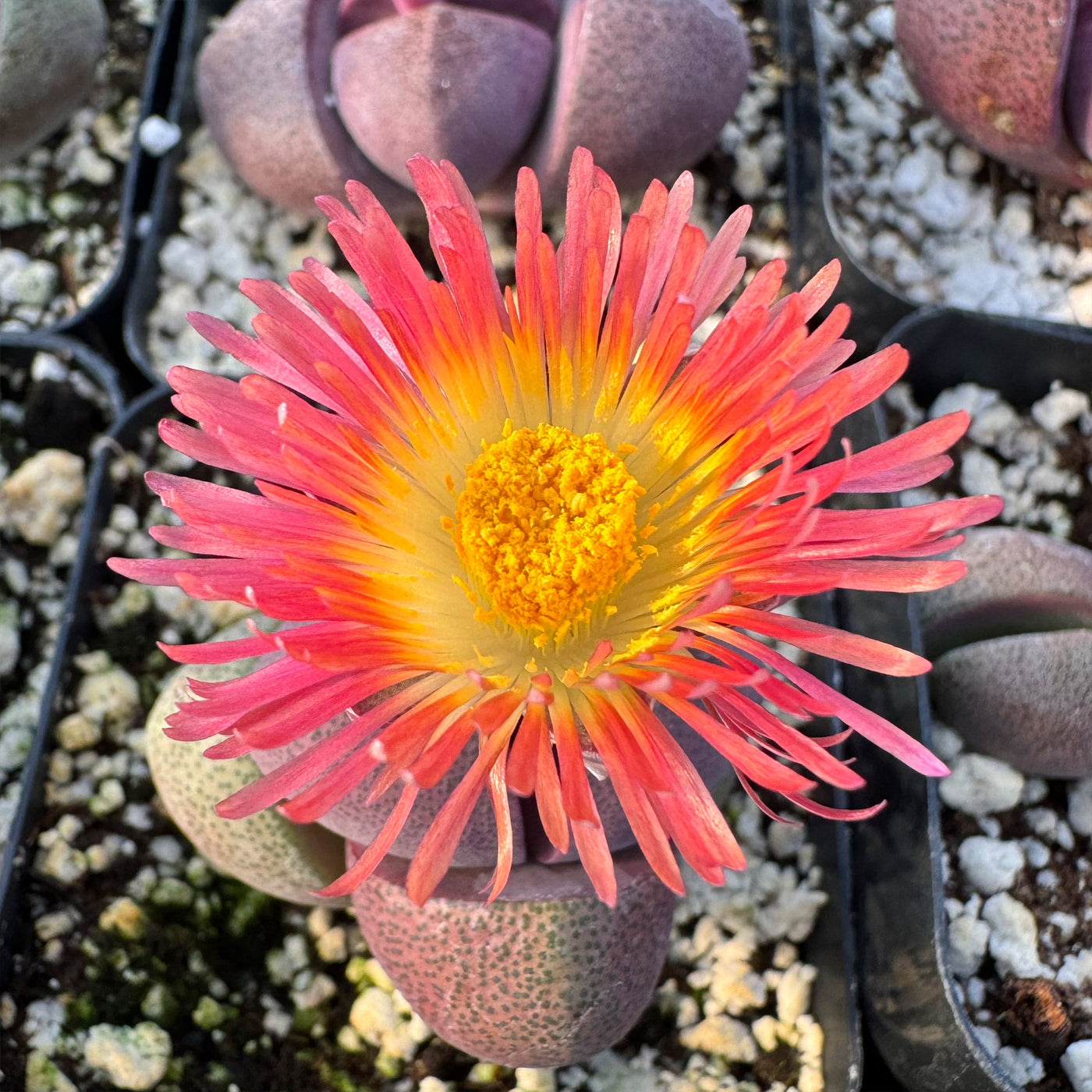 royal flush succulent Pleiospilos nelii Royal Flush