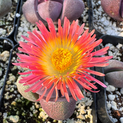 Pleiospilos nelii Royal Flush