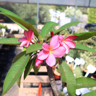 Pink Frangipani - Pink Plumeria rubra