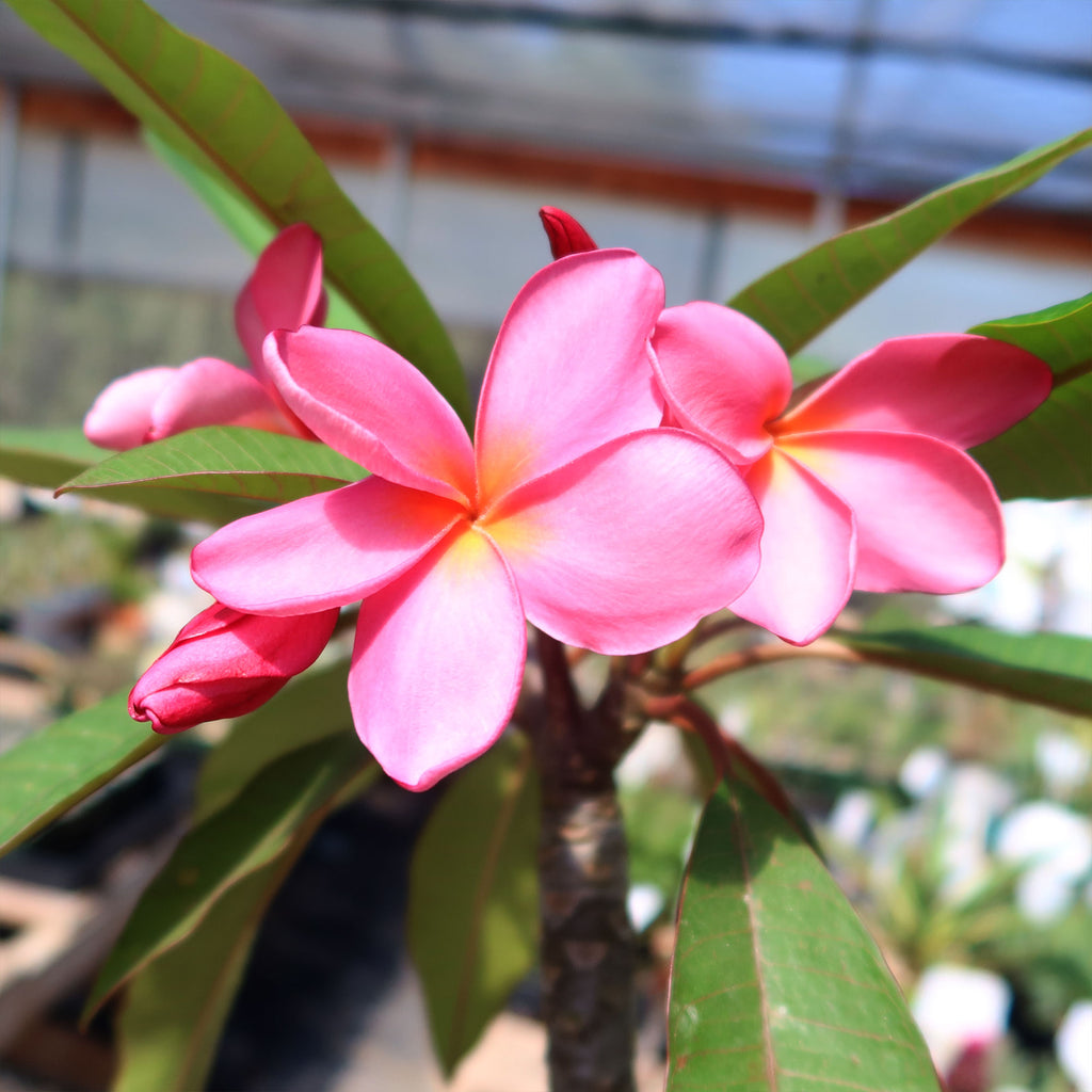 Shop 'Pink Frangipani - Plumeria rubra' Care & Growing Guide