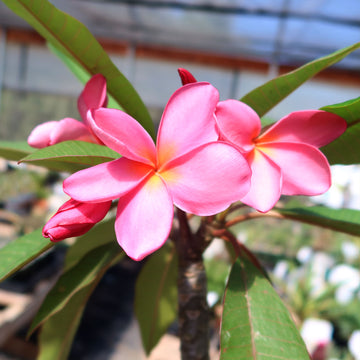 hawaiian plant plumeria Pink Frangipani