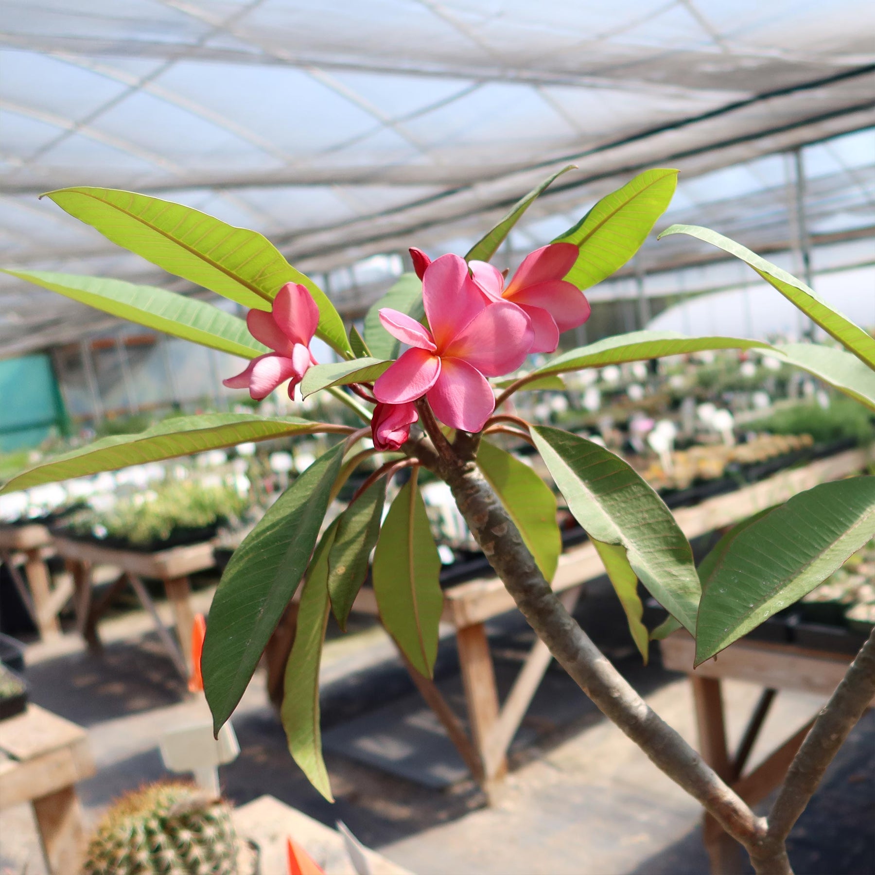 frangipani plant in pot Pink Frangipani