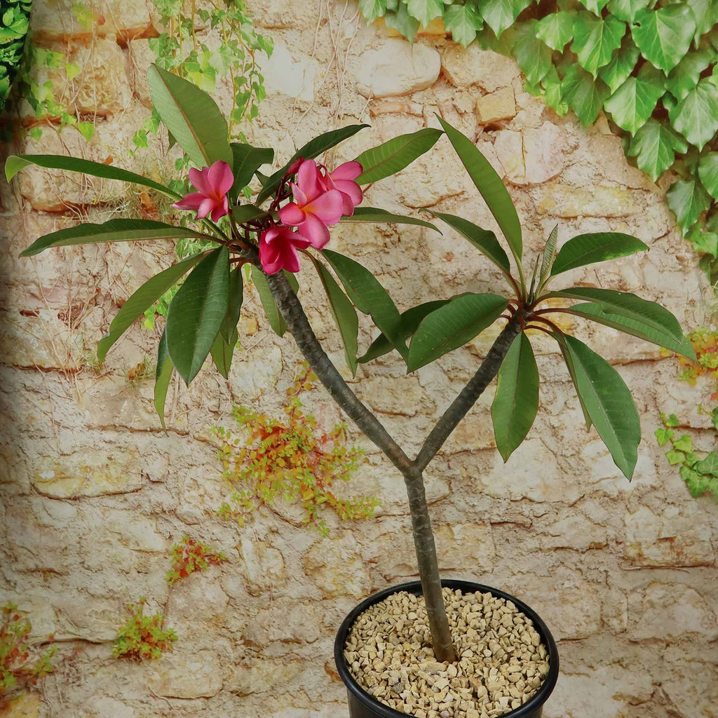 Pink Frangipani - Pink Plumeria rubra