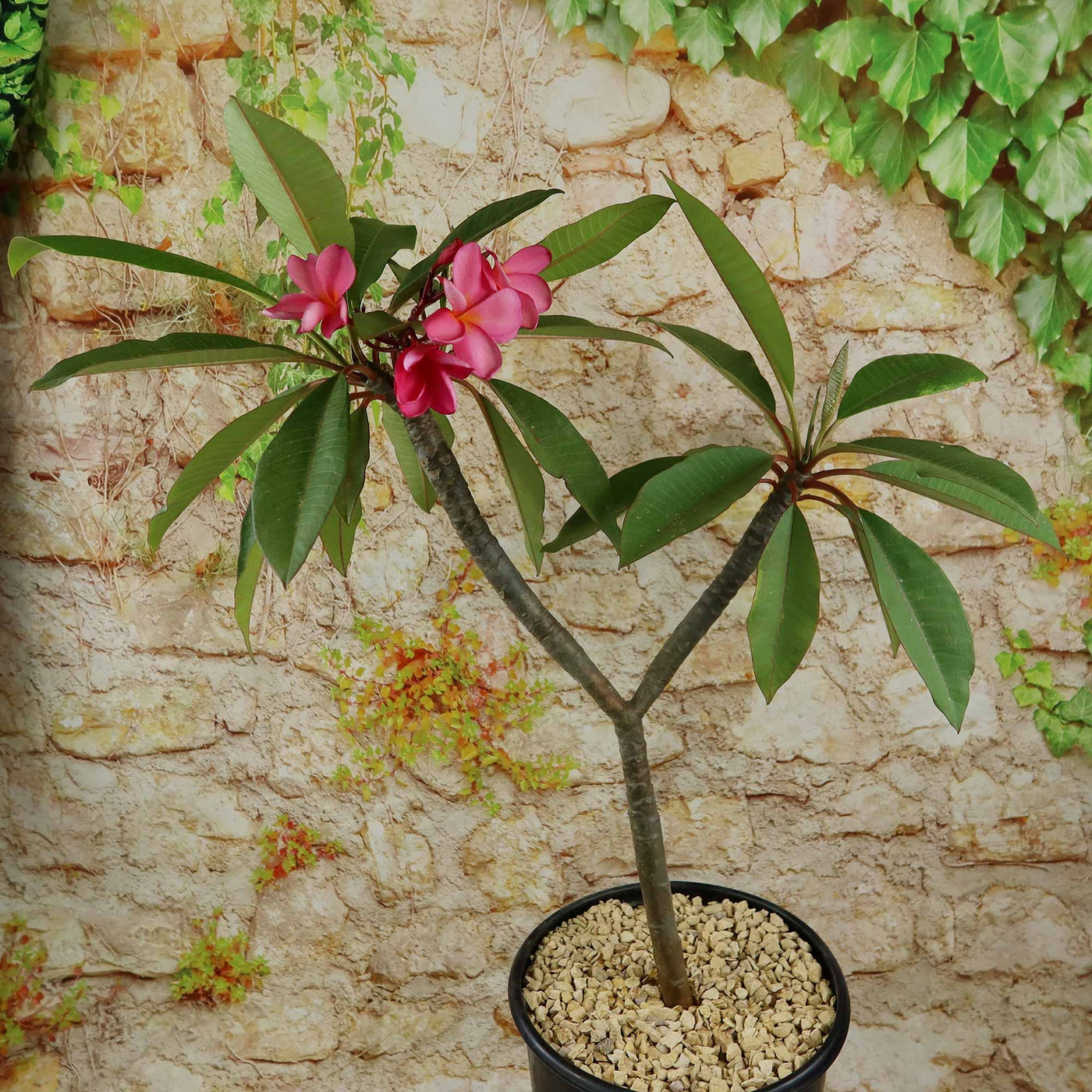 Pink Frangipani - Pink Plumeria rubra