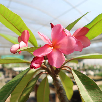 Pink Frangipani - Pink Plumeria rubra