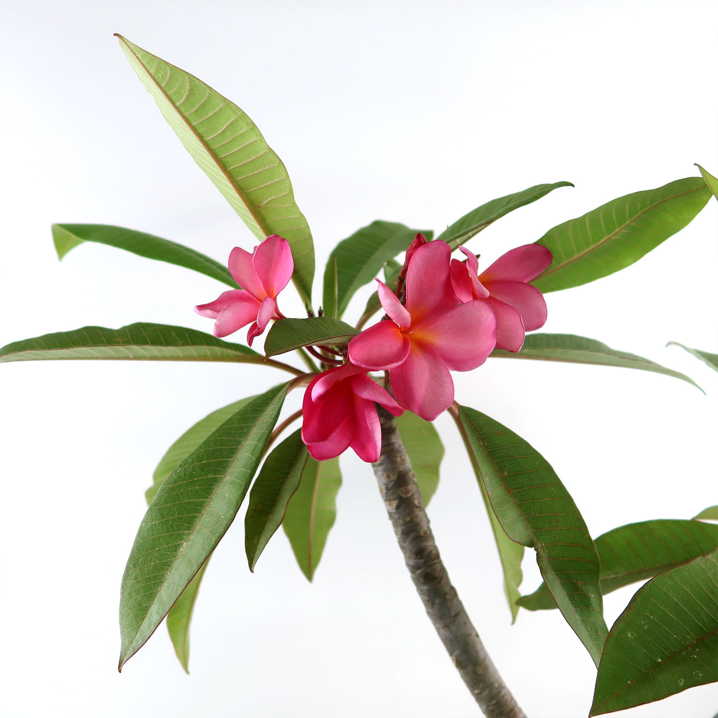 Pink Frangipani - Pink Plumeria rubra