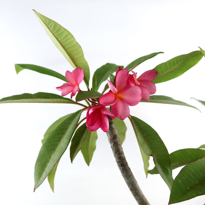 Pink Frangipani - Pink Plumeria rubra