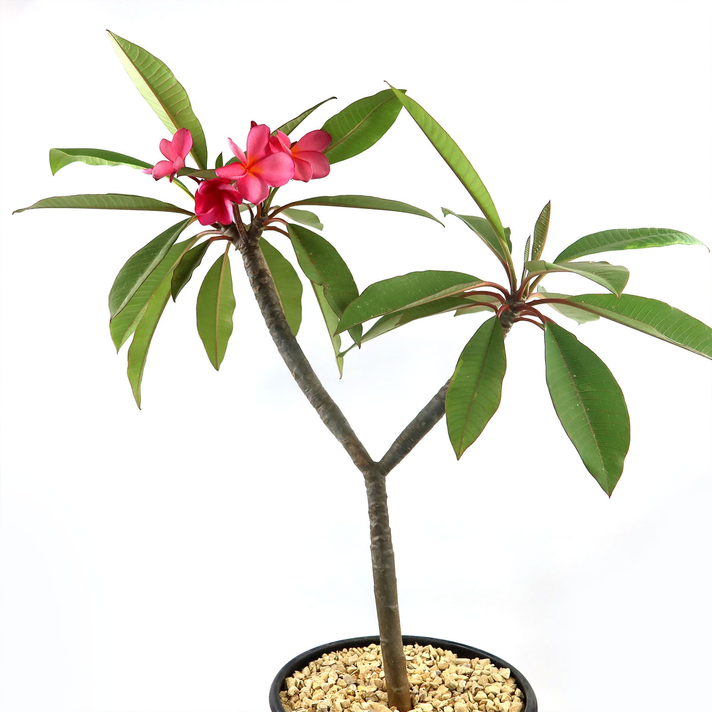 Pink Frangipani - Pink Plumeria rubra