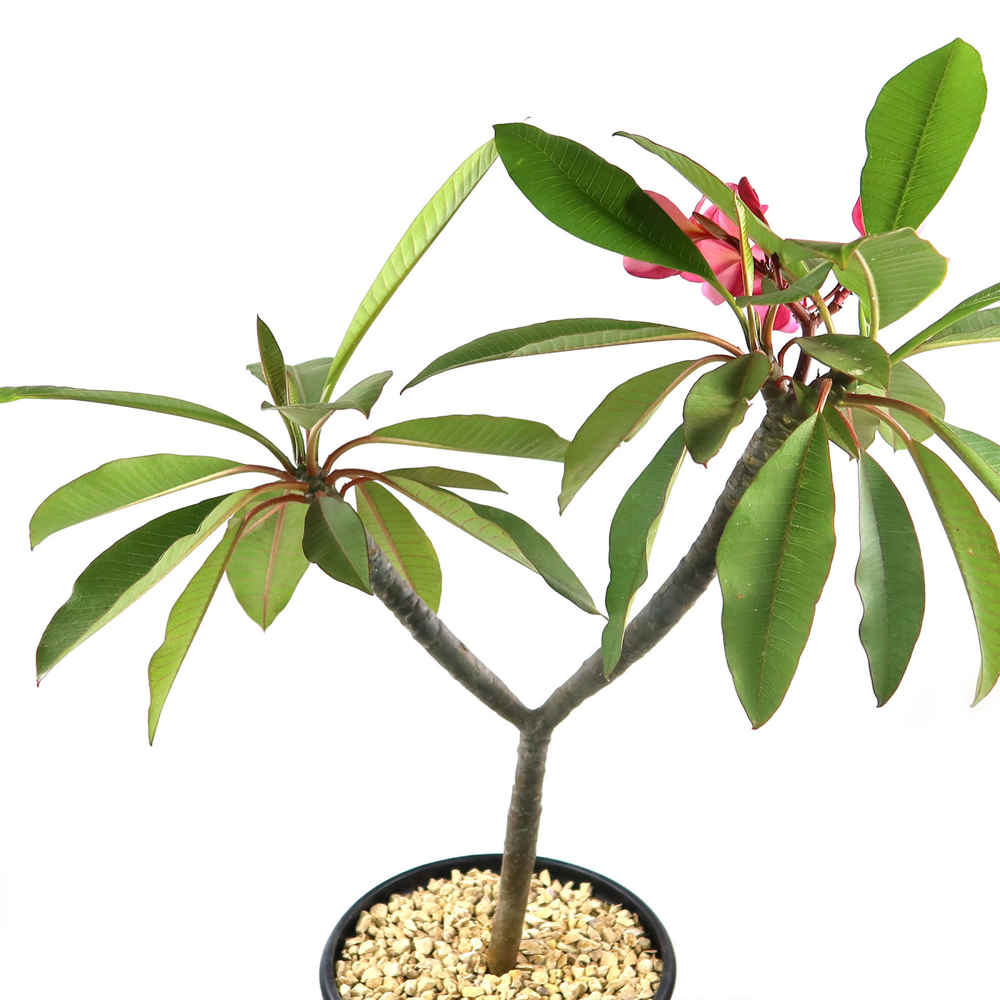 Pink Frangipani - Pink Plumeria rubra