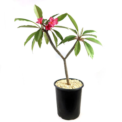 Pink Frangipani - Pink Plumeria rubra