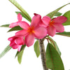 Pink Frangipani - Pink Plumeria rubra
