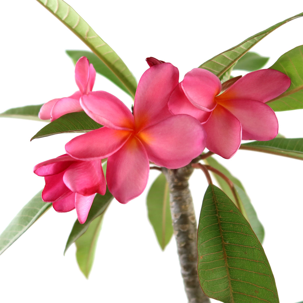 Pink Frangipani - Pink Plumeria rubra