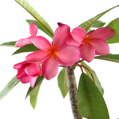 Pink Frangipani - Pink Plumeria rubra