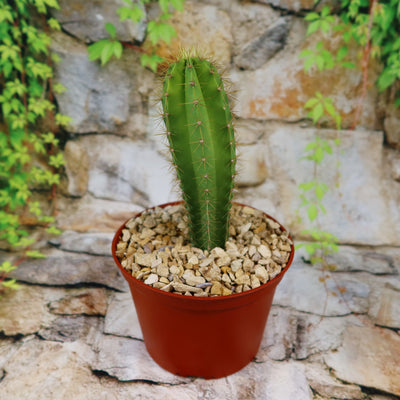 pratende cactus Shop 'Polaskia chende' Care & Growing Guide