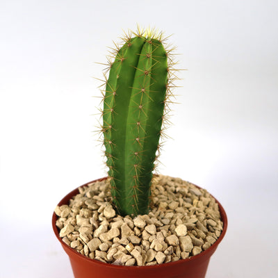 Shop 'Polaskia chende' Care & Growing Guide