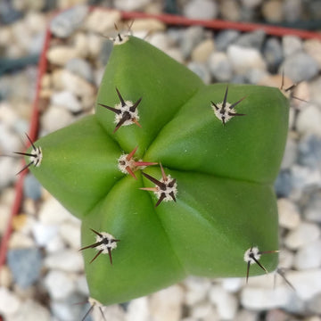 Order Tree-like Polaskia Chichipe Cactus