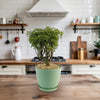 Ming Aralia Gold ‘Polyscias fruticosa